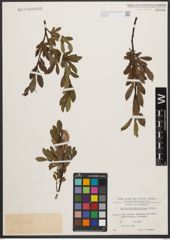 Foto von Salix waldsteiniana Willd.
